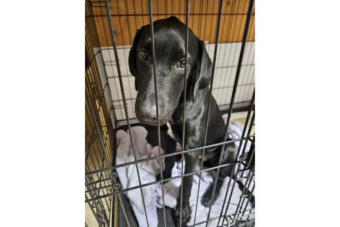 成約済の群馬県のミックス犬-369260の2枚目