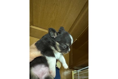 成約済の福岡県のチワワ(ロングコート)-373538の2枚目