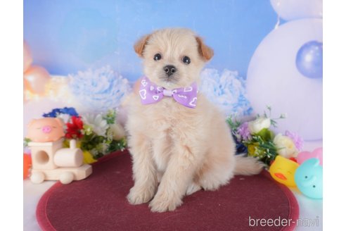 成約済ののミックス犬-373611
