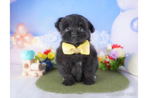 成約済の栃木県のミックス犬-373610の6枚目