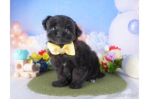 成約済の栃木県のミックス犬-373610の4枚目
