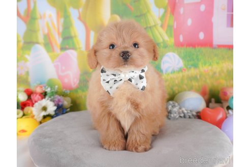 成約済ののミックス犬-373605