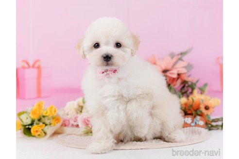 成約済の静岡県のミックス犬-373616の11枚目