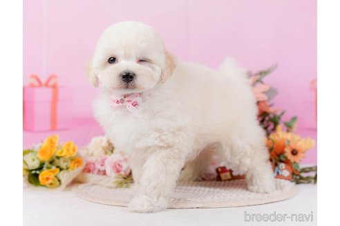 成約済の静岡県のミックス犬-373616の12枚目