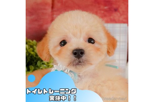 成約済の静岡県のタイニープードル-373632の1枚目