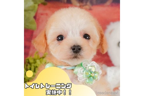 成約済の静岡県のタイニープードル-373627の1枚目