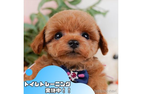 成約済ののトイプードル-373619