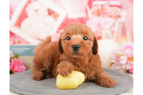 成約済の千葉県のトイプードル-373798の4枚目