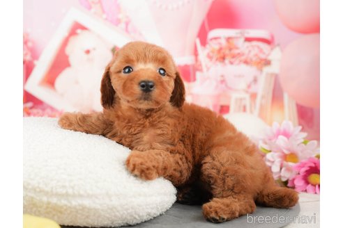 成約済の千葉県のトイプードル-373798の9枚目