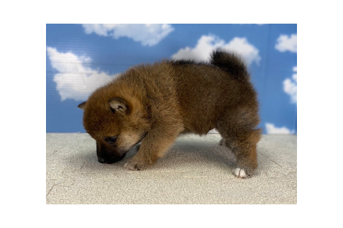 成約済の愛知県の柴犬-373404の4枚目