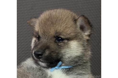 成約済の福岡県の豆柴-372005の10枚目