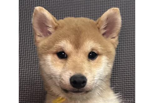成約済の福岡県の豆柴-371842の1枚目