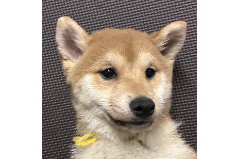 成約済の福岡県の豆柴-371842の11枚目