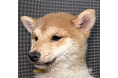 成約済の福岡県の豆柴-371842の10枚目