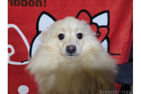 販売中の福岡県のポメラニアン-327947の7枚目