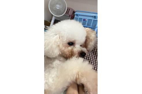 チビくん1枚目