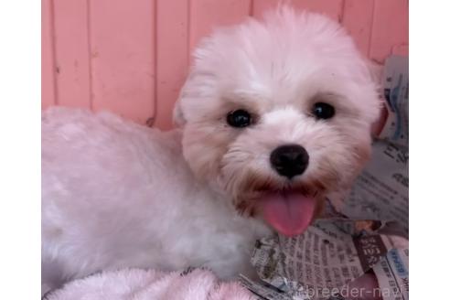 ぺこちゃん1枚目