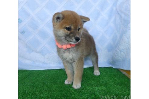成約済の静岡県の柴犬-369357の4枚目