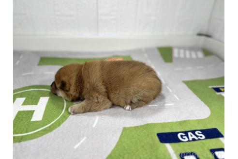 成約済の愛知県の豆柴-373693の4枚目