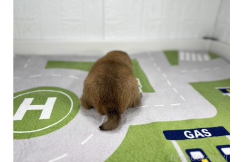 成約済の愛知県の豆柴-373693の3枚目