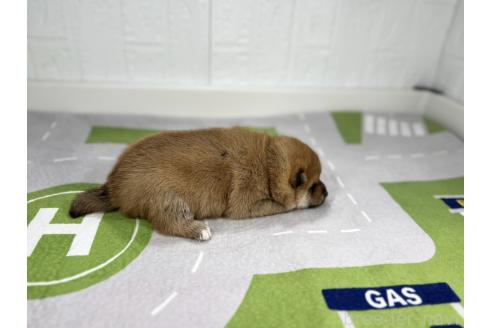 成約済の愛知県の豆柴-373693の2枚目