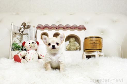 成約済の佐賀県のチワワ(ロングコート)-373694の5枚目