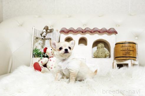 成約済の佐賀県のチワワ(ロングコート)-373694の4枚目