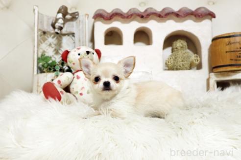 成約済の佐賀県のチワワ(ロングコート)-373694の3枚目