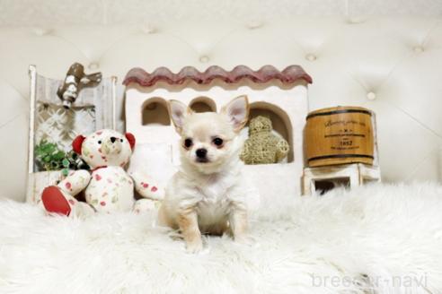 成約済の佐賀県のチワワ(ロングコート)-373694の2枚目