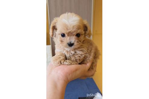 成約済の福岡県のチワプー:チワワ×トイプードル-373724の7枚目