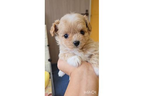 成約済の福岡県のチワプー:チワワ×トイプードル-373726の1枚目
