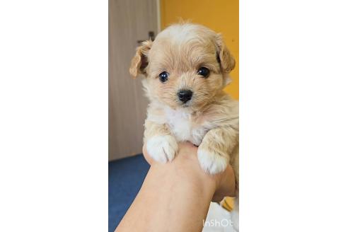 成約済の福岡県のチワプー:チワワ×トイプードル-373726の3枚目