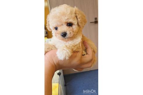 成約済の福岡県のチワプー:チワワ×トイプードル-373728の4枚目