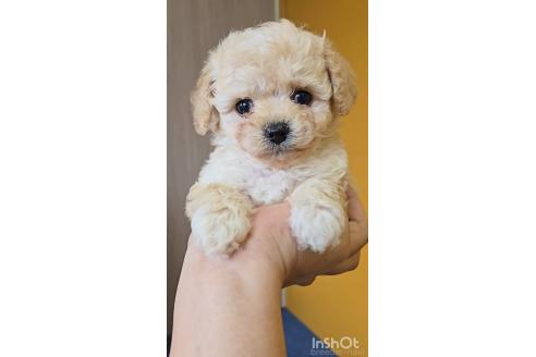 成約済の福岡県のチワプー:チワワ×トイプードル-373728の3枚目