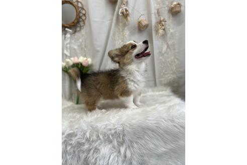 成約済の愛媛県のウェルシュコーギーペンブローク-373738の3枚目