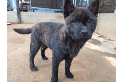 成約済の岡山県の甲斐犬-370769の5枚目