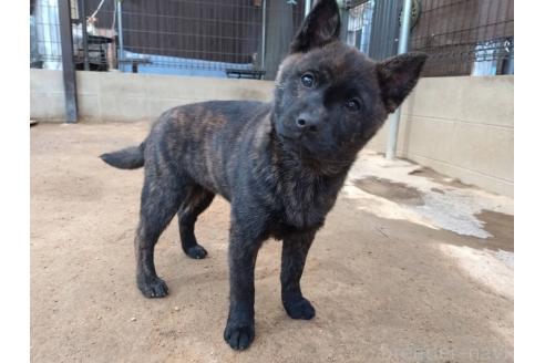 成約済の岡山県の甲斐犬-370769の4枚目