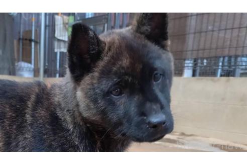 成約済の岡山県の甲斐犬-370769の3枚目
