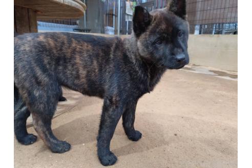 成約済の岡山県の甲斐犬-370769の2枚目