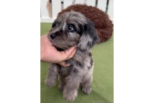 成約済の福岡県のダップー:ミニチュアダックスフンド×トイプードル-372156の3枚目