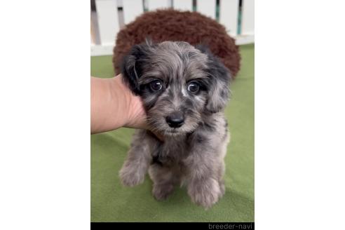 成約済の福岡県のダップー:ミニチュアダックスフンド×トイプードル-372156の2枚目