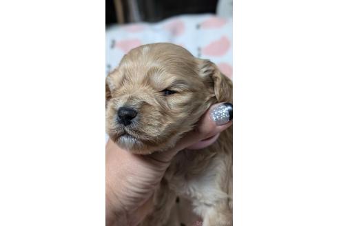 成約済の愛知県のコッカプー:アメリカンコッカースパニエル×トイプードル-373743の21枚目