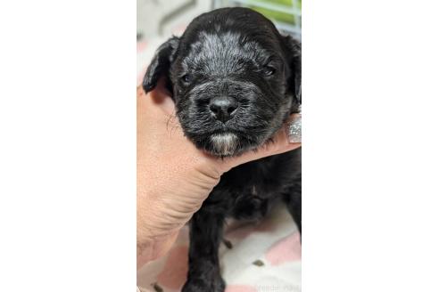 成約済の愛知県のコッカプー:アメリカンコッカースパニエル×トイプードル-373745の4枚目