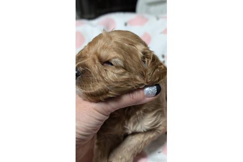 成約済の愛知県のコッカプー:アメリカンコッカースパニエル×トイプードル-373747の7枚目