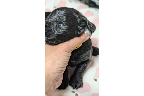 成約済の愛知県のコッカプー:アメリカンコッカースパニエル×トイプードル-373750の5枚目