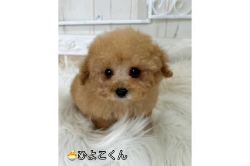 成約済の石川県のティーカッププードル-373754の2枚目