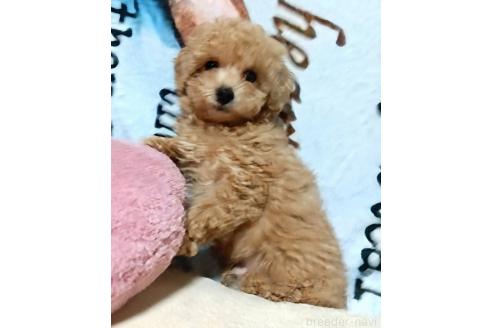 販売中の愛媛県のタイニープードル-367421の4枚目