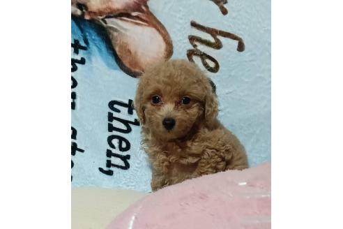 販売中の愛媛県のタイニープードル-367424の4枚目