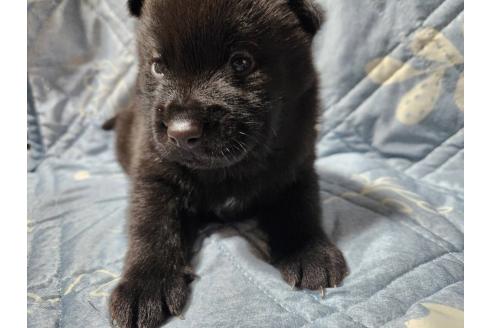成約済の岡山県の甲斐犬-373764の5枚目