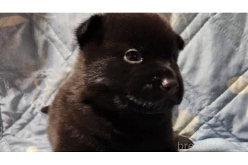 成約済の岡山県の甲斐犬-373764の3枚目